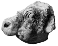Bull Head
